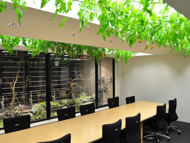 Picture 10 of The rice fields are ripe yellow in Japanese company office