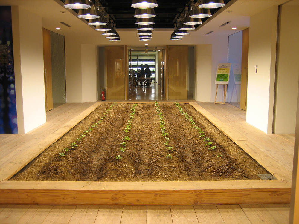 Picture 14 of The rice fields are ripe yellow in Japanese company office