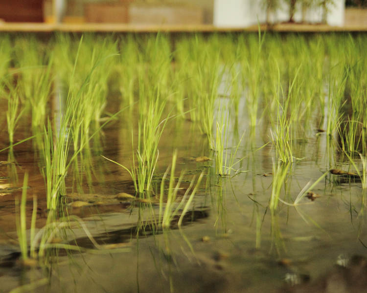 Picture 15 of The rice fields are ripe yellow in Japanese company office