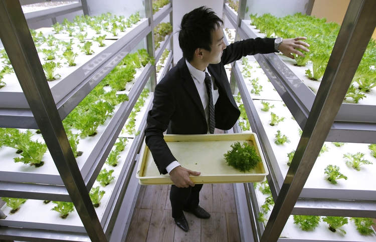 Picture 17 of The rice fields are ripe yellow in Japanese company office