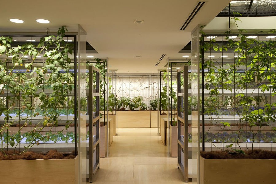 Picture 24 of The rice fields are ripe yellow in Japanese company office