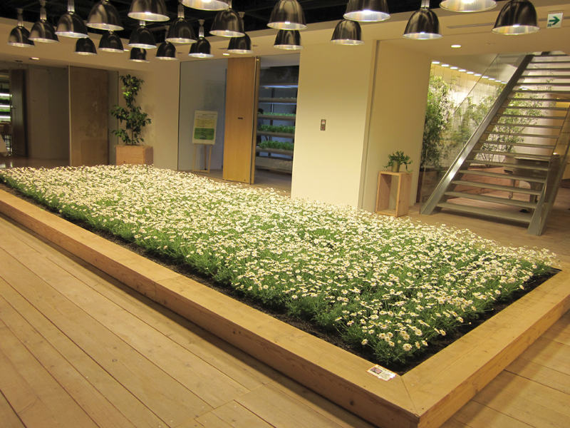Picture 8 of The rice fields are ripe yellow in Japanese company office