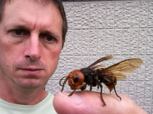 Picture 1 of The rise of wasps