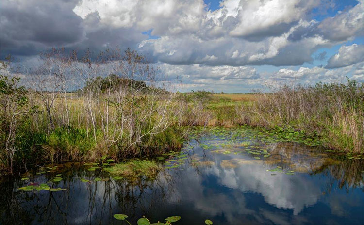 Picture 3 of The rising superhuman species threatens human habitats in Florida