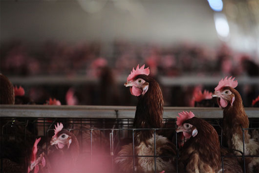 Picture 1 of The risk of a H7N9 outbreak in winter in China