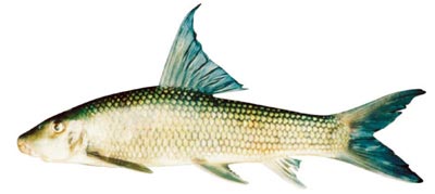 Picture 1 of The risk of extinction of four precious fish species in the Red River