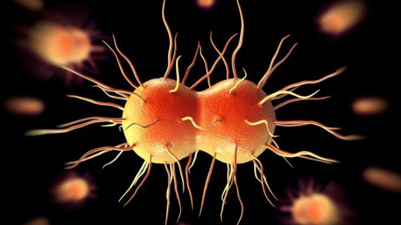 Picture 1 of The risk of gonorrhea into drug-resistant disease