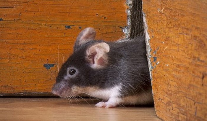 Picture 1 of The risk of rats carrying new pathogens and strains in New York