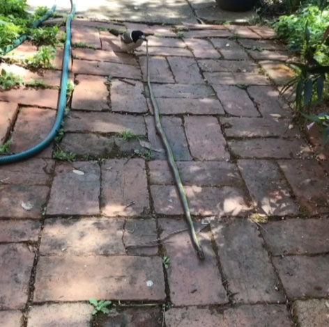 Picture 1 of The rogue bird rattles 1.5 meters in Australian gardens