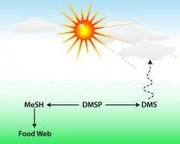 Picture 1 of The role of sunlight in creating new chemicals