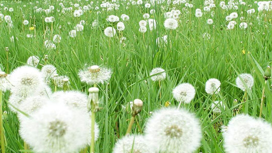 Picture 1 of The roots of dandelion grass can cure blood cancer