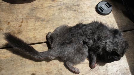 Picture 2 of The Ruc still eat rats 'extinct 11 million years ago'
