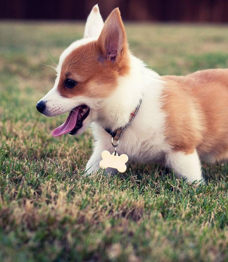 Picture 2 of The rules to remember before you want to breed cats and dogs