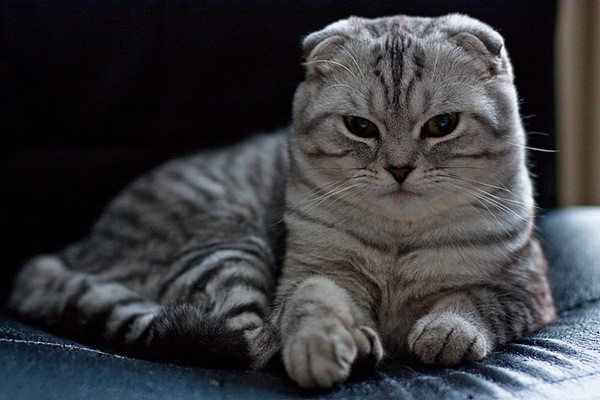 Picture 3 of The rules to remember before you want to breed cats and dogs
