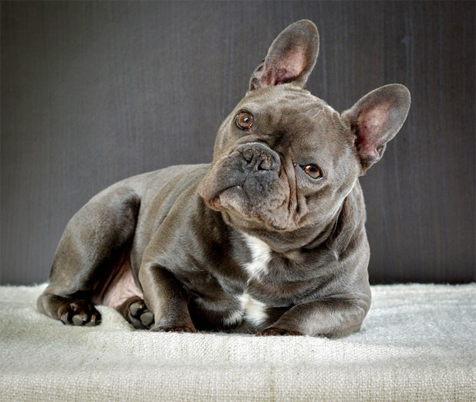 Picture 4 of The rules to remember before you want to breed cats and dogs