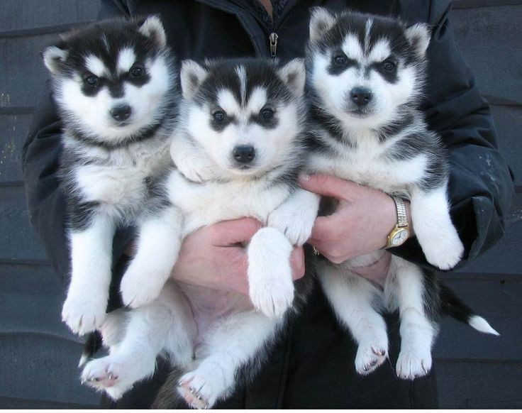 Picture 5 of The rules to remember before you want to breed cats and dogs