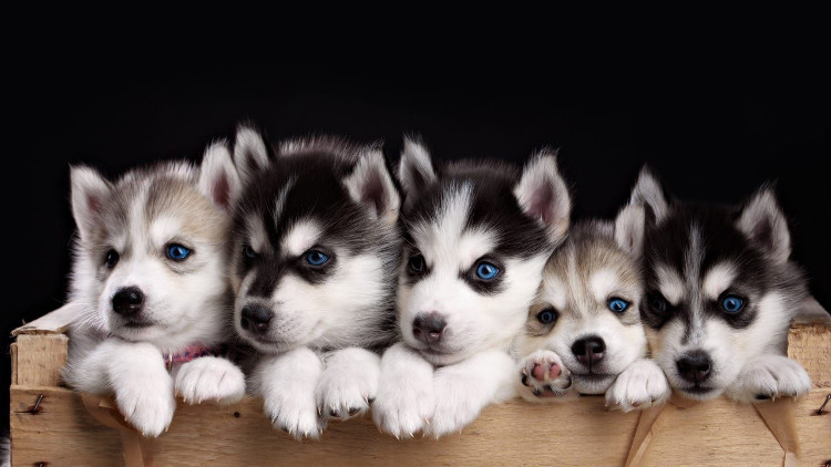 Picture 6 of The rules to remember before you want to breed cats and dogs