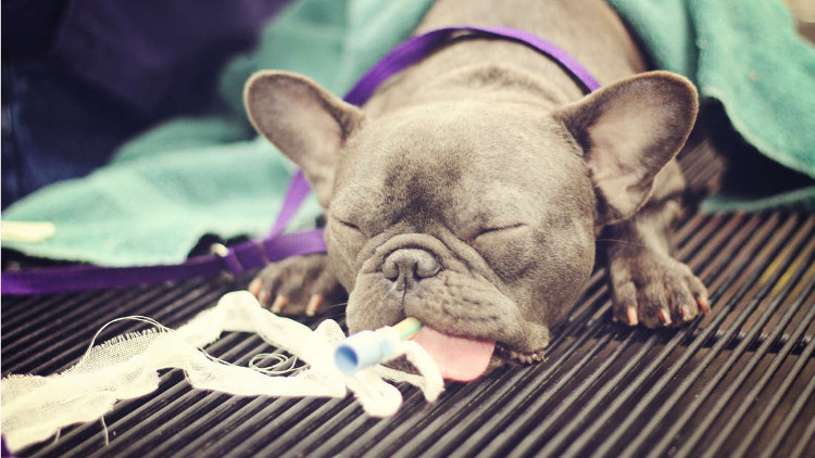 Picture 2 of The sad reality is that the French Bull is suffering