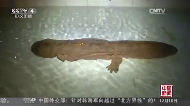 Picture 1 of The salamander 'fossil live' stuck two years in the sewer pipe