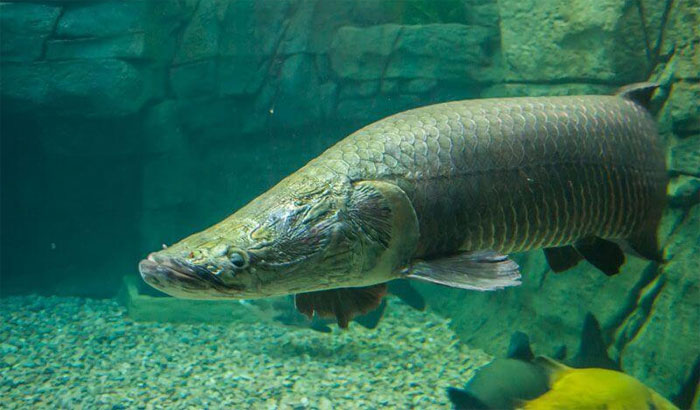 The scales are as hard as the armor of an Amazon arowana