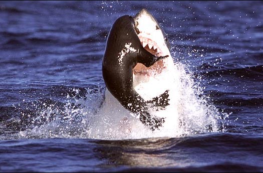 Picture 3 of The scary revenge of seals with sharks