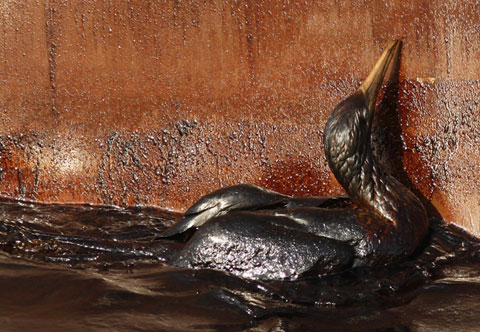 Picture 3 of The scary scene about the US oil spill