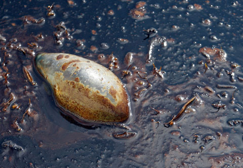 Picture 4 of The scary scene about the US oil spill