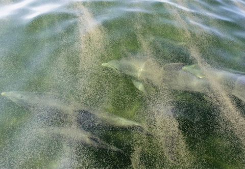 Picture 6 of The scary scene about the US oil spill