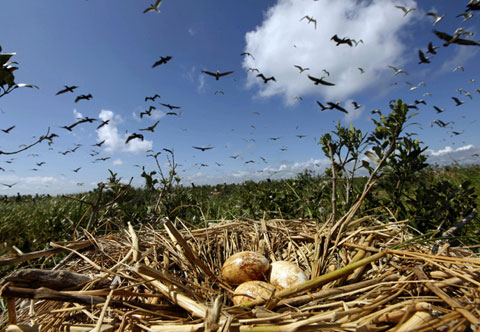 Picture 8 of The scary scene about the US oil spill