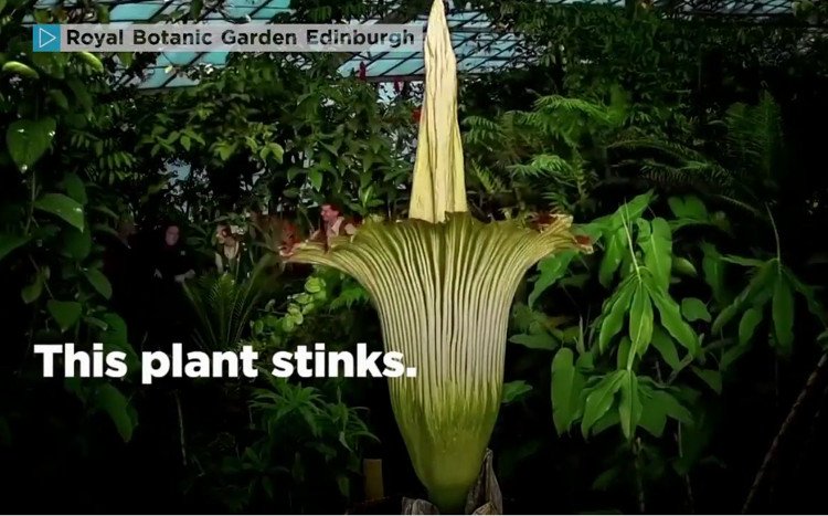 Picture 1 of The scavenger flower is about to bloom in the British royal garden
