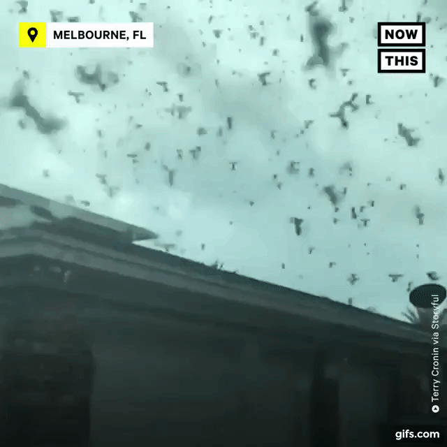 Picture 1 of The scene is like an apocalypse in America when millions of bugs invade the city!