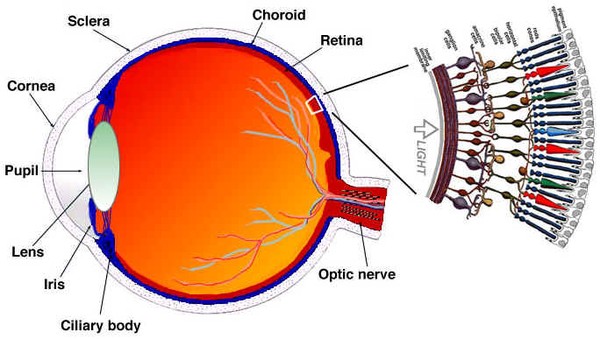 Picture 3 of The scientific explanation of the circle