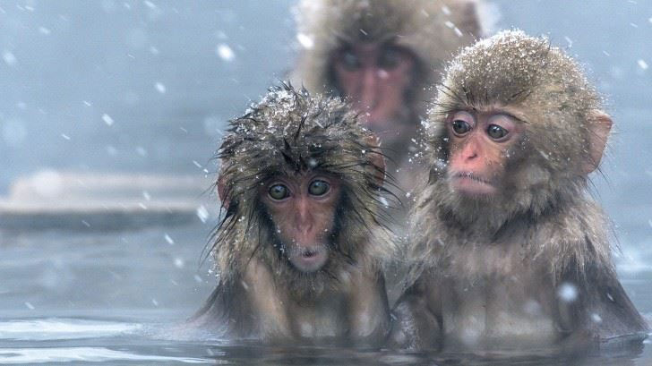 Picture 3 of The scientific facts about snow are few people know