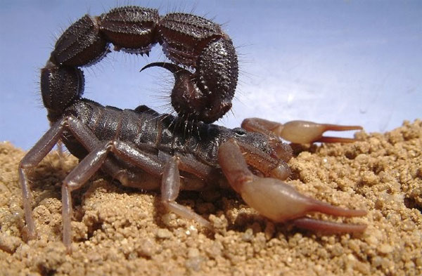 Picture 1 of The scorpion causes the opponent to foam and cry until death