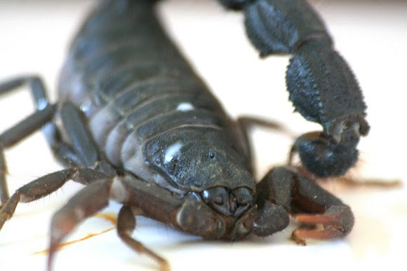 Picture 2 of The scorpion causes the opponent to foam and cry until death