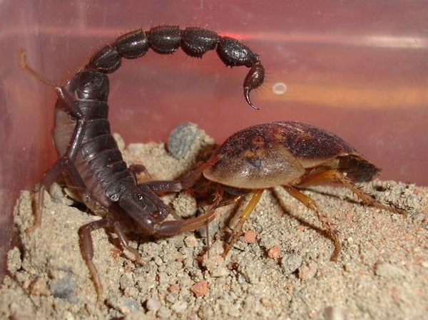 Picture 4 of The scorpion causes the opponent to foam and cry until death