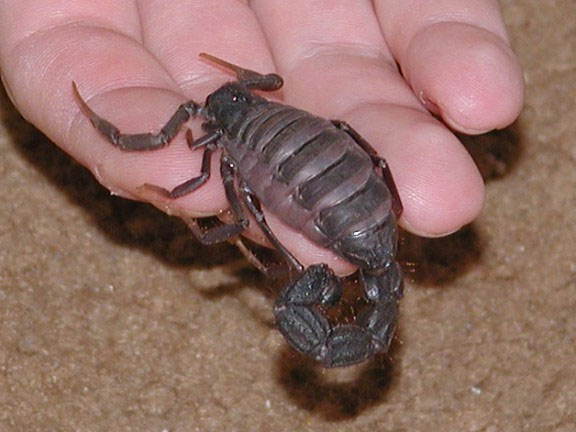 Picture 5 of The scorpion causes the opponent to foam and cry until death