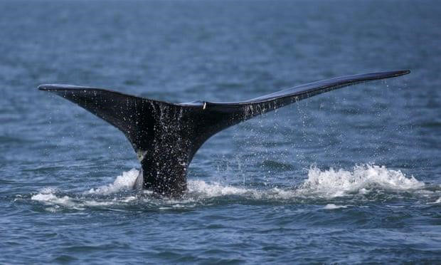 Picture 1 of The sea is hot to the extinct North Atlantic whale