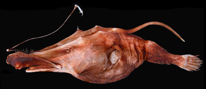 Picture 10 of The sea monster that is mating is permanently attached