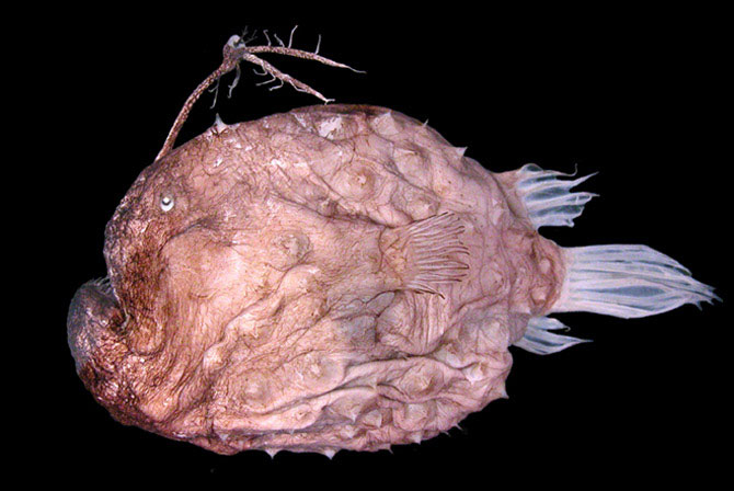 Picture 9 of The sea monster that is mating is permanently attached