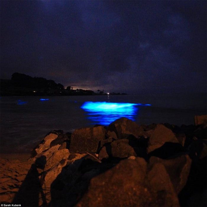 Picture 5 of The sea water just touches emits blue light