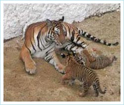 Picture 1 of The second time the Indochinese tiger succeeded in breeding conditions
