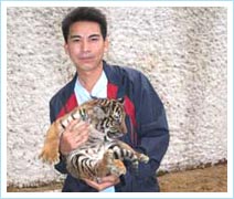 Picture 2 of The second time the Indochinese tiger succeeded in breeding conditions