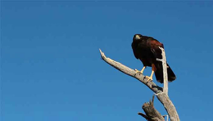 Picture 1 of The secret animal spies of the CIA