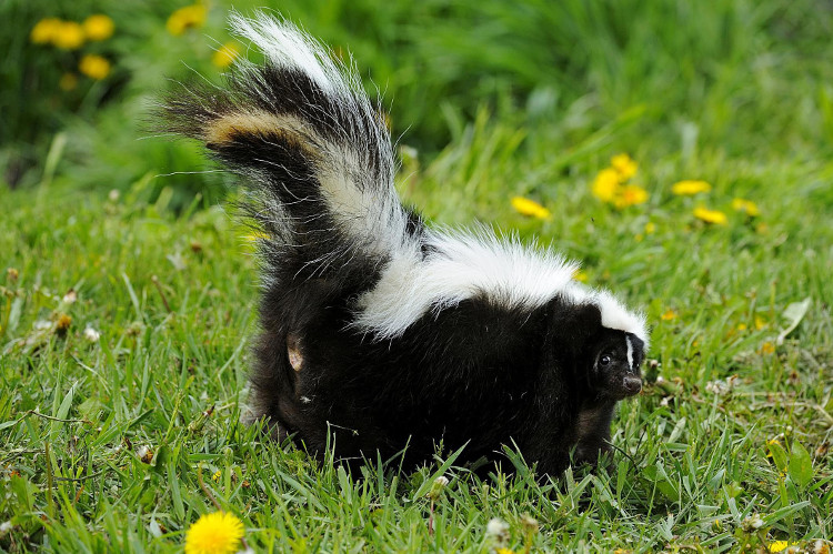 Picture 5 of The secret behind spots and stripes on animal bodies
