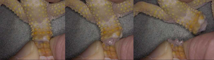 Picture 2 of The secret behind the lizard's strange tail