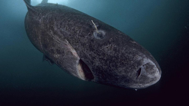 Picture 3 of The secret can determine the future of humankind in this whale