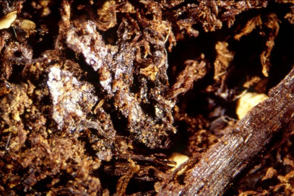 Picture 5 of The secret in mummy cloths of ancient Egyptians