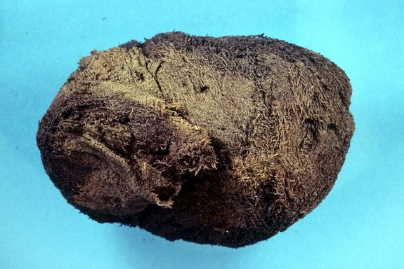 Picture 7 of The secret in mummy cloths of ancient Egyptians