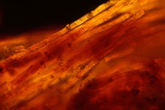 Picture 9 of The secret in mummy cloths of ancient Egyptians